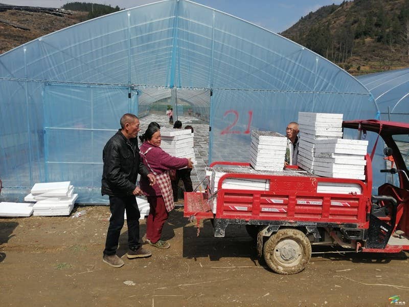 甘龙镇：春耕好时节 辣椒育苗忙