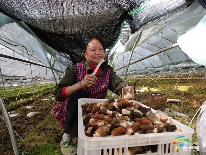 长坪乡：春日“菌”光灿烂 羊肚菌采摘正酣