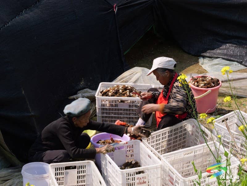长坪乡：春日“菌”光灿烂 羊肚菌采摘正酣