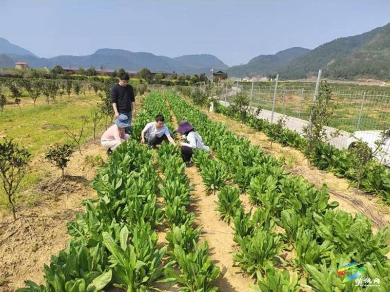 松桃：科技良种送到户  蜜源花开富农家