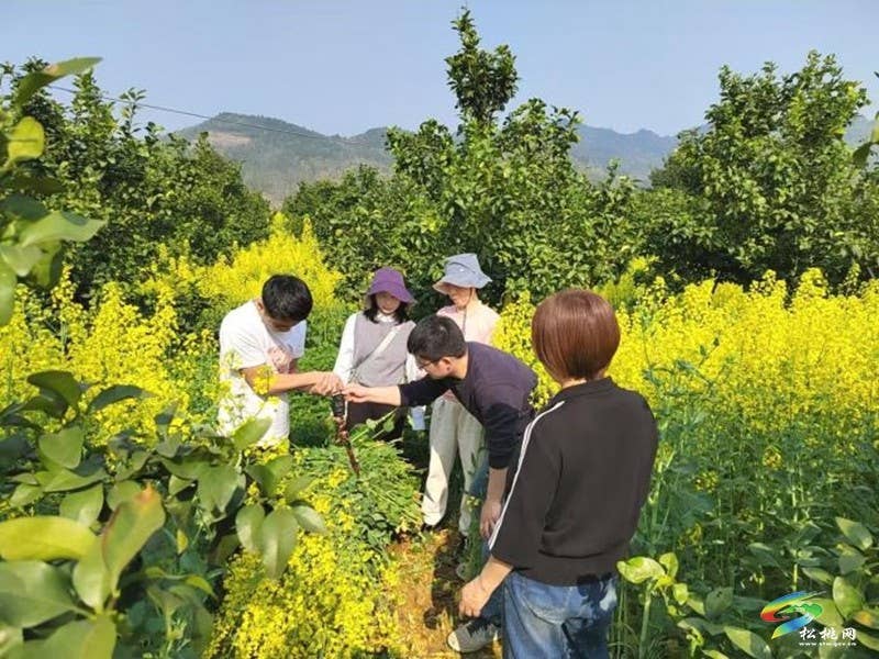 松桃：科技良种送到户  蜜源花开富农家
