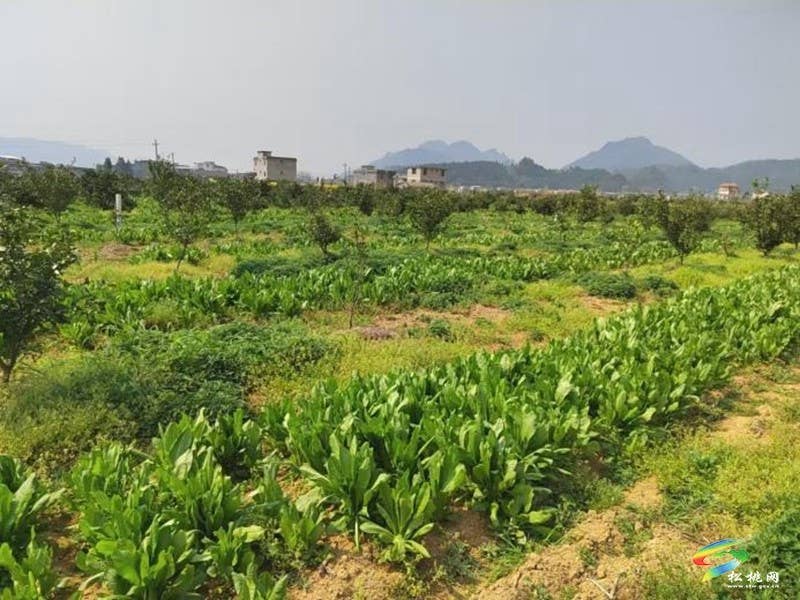 松桃：科技良种送到户  蜜源花开富农家