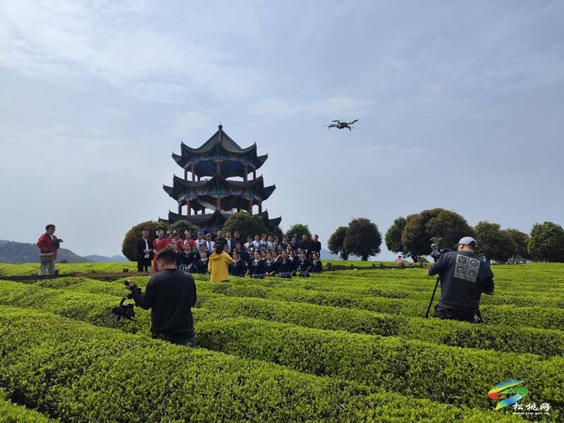 普觉镇：春茶采摘正当时  茶香四溢迎客来