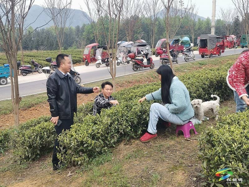 普觉镇：春茶采摘正当时  茶香四溢迎客来