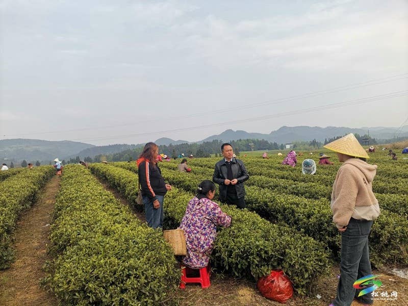 普觉镇：春茶采摘正当时  茶香四溢迎客来