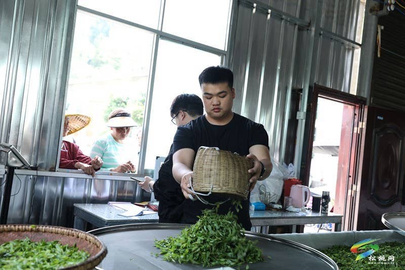 大坪场镇：春茶采摘忙