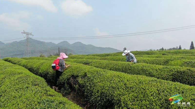 大坪场镇：春茶采摘忙