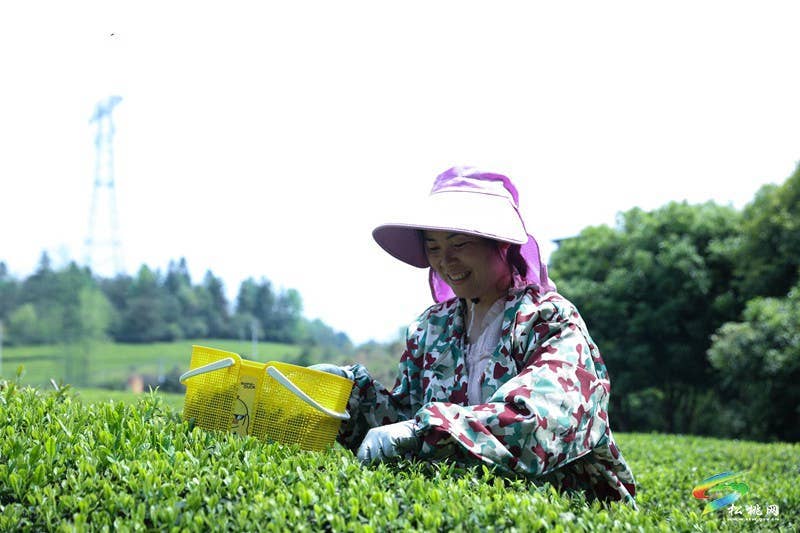 大坪场镇：春茶采摘忙