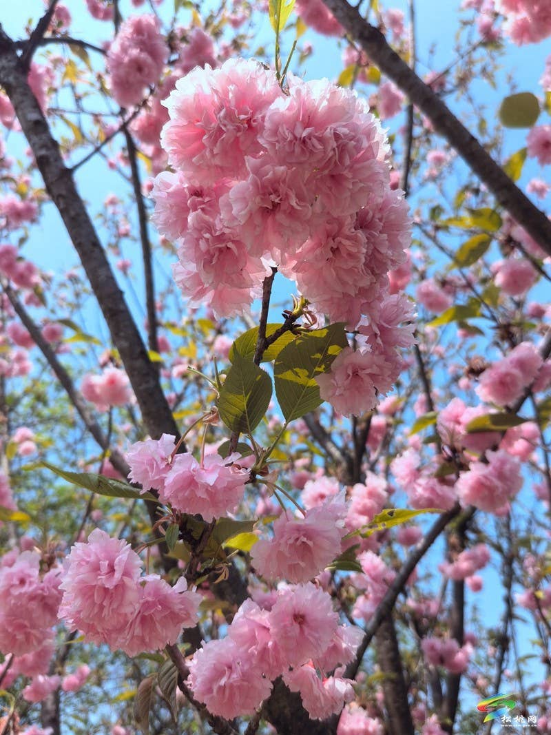 走！去黄板赏樱花邂逅一场浪漫