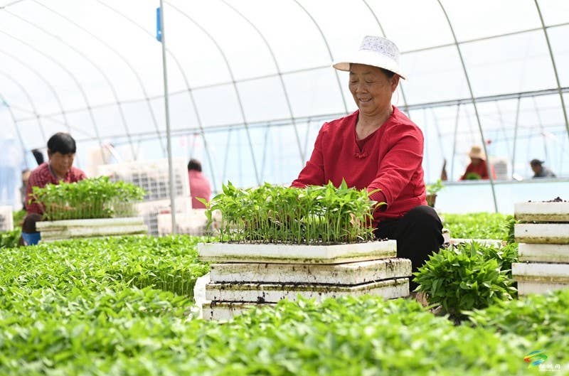 松桃：3万亩辣椒移栽正当时