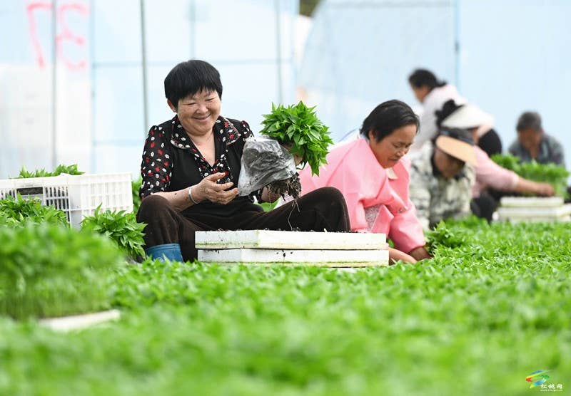 松桃：3万亩辣椒移栽正当时