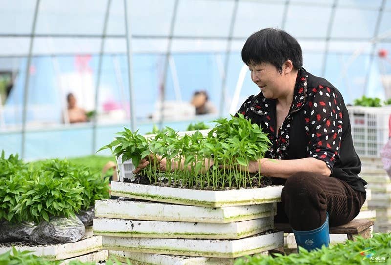 松桃：3万亩辣椒移栽正当时