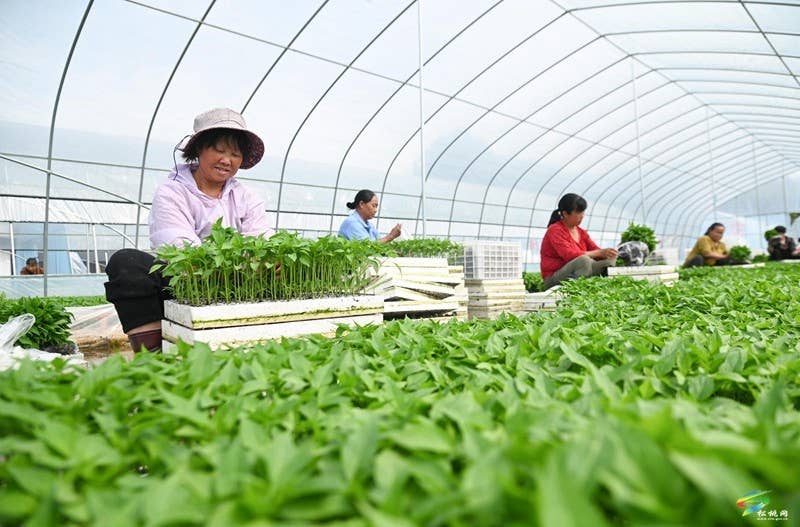 松桃：3万亩辣椒移栽正当时