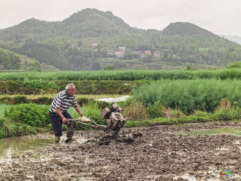 木树镇：“谷雨”时节田间地头春耕忙