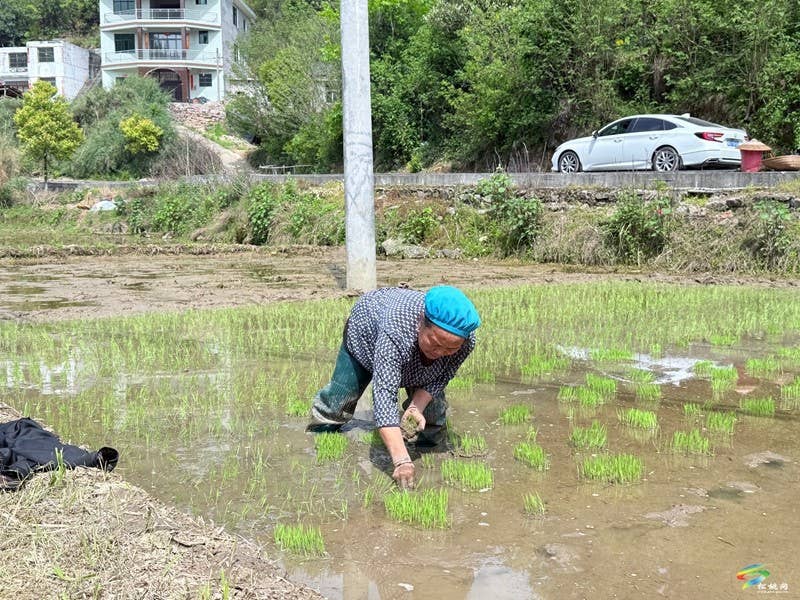 木树镇：“谷雨”时节田间地头春耕忙