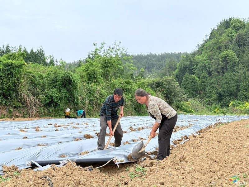木树镇：“谷雨”时节田间地头春耕忙