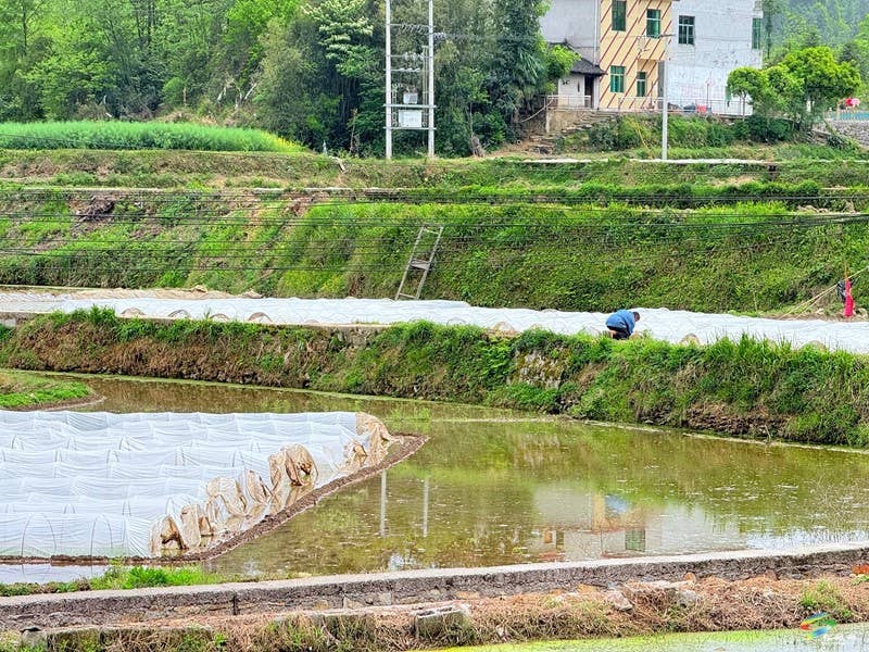 木树镇：“谷雨”时节田间地头春耕忙