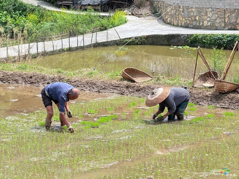 木树镇：“谷雨”时节田间地头春耕忙