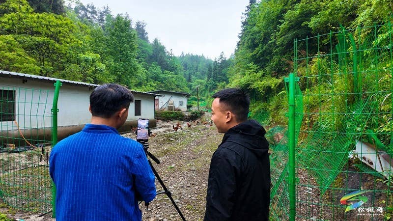 直播赋能 产销融合丨松桃沿坪村土鸡 “飞”出乡村振兴新路径