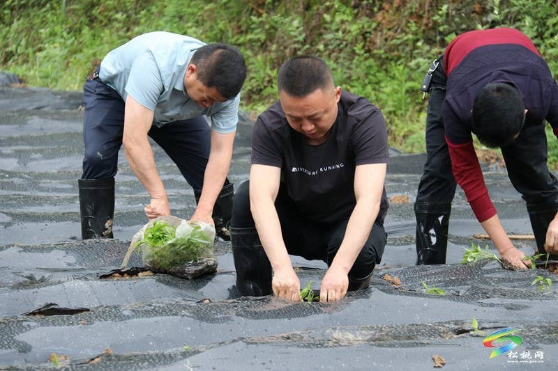 甘龙镇：志愿服务进田间  辣椒生产展风采