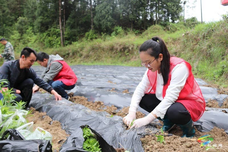 甘龙镇：志愿服务进田间  辣椒生产展风采