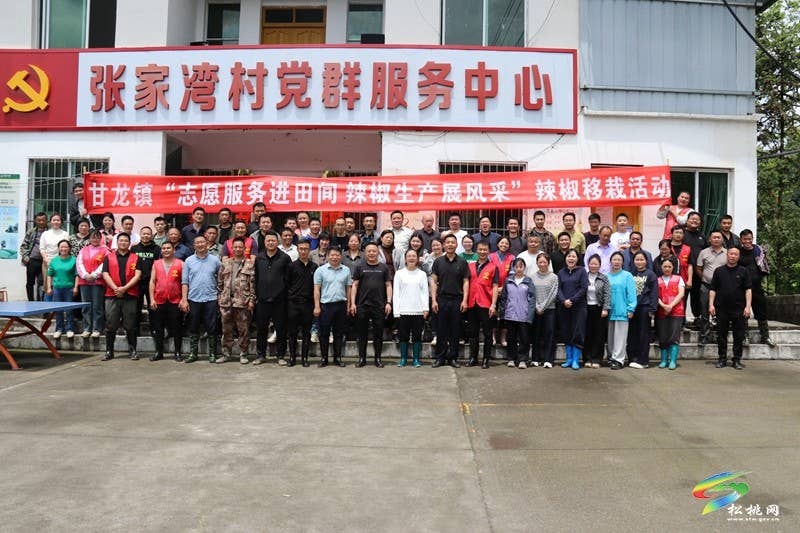 甘龙镇：志愿服务进田间  辣椒生产展风采