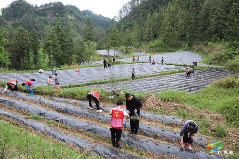 甘龙镇：志愿服务进田间  辣椒生产展风采