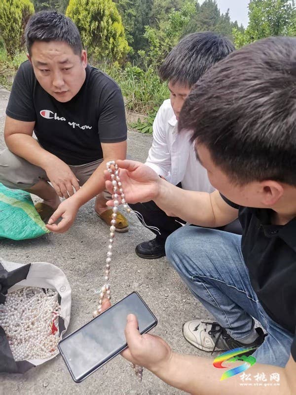 黄板镇：养殖珍珠蚌 助力乡村全面振兴