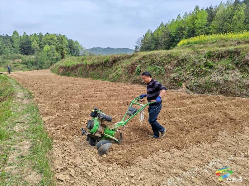 迓驾镇千亩订单托底  小辣椒变身“致富密码”