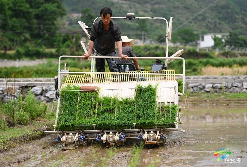 松桃：26.5万亩水稻移栽全面铺开