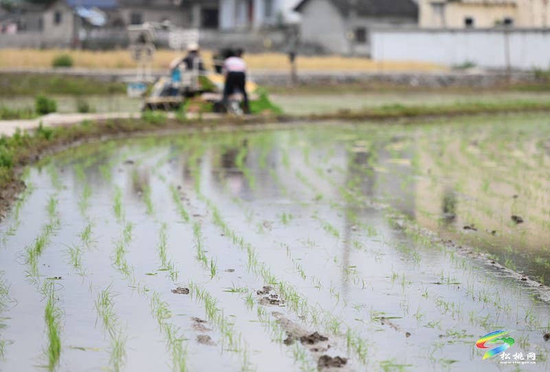 松桃：26.5万亩水稻移栽全面铺开