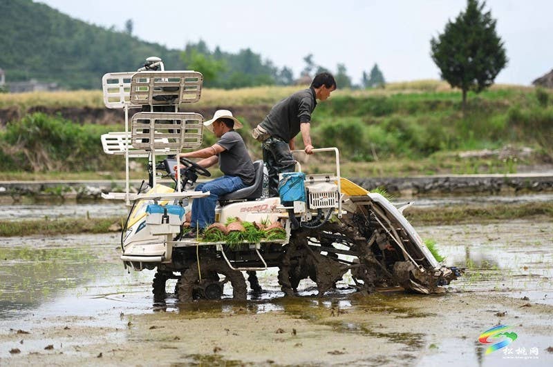 松桃：26.5万亩水稻移栽全面铺开
