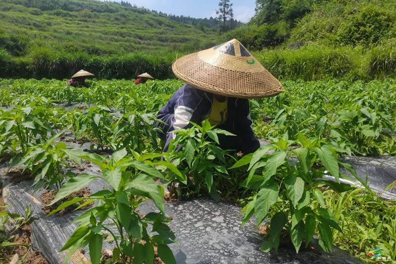 迓驾镇：精细管护辣椒田，奏响丰收前奏曲