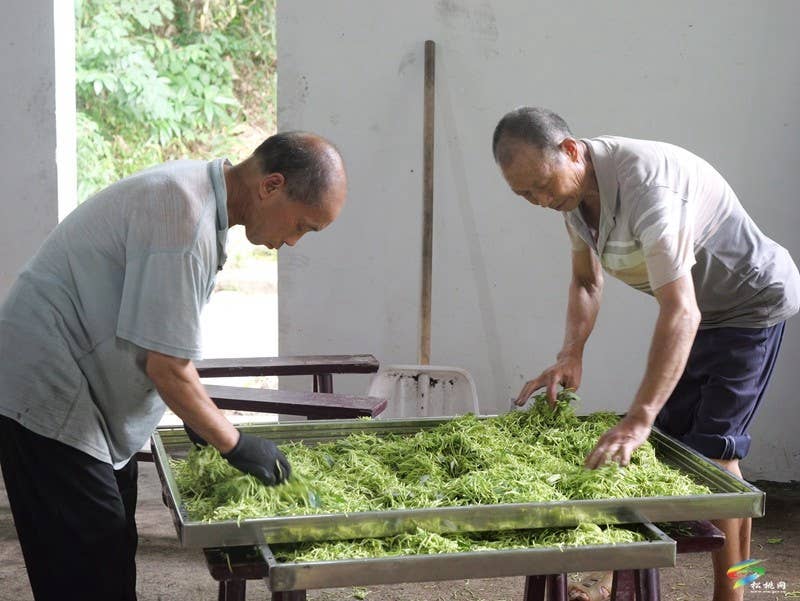 甘龙镇2000亩山银花采出“金银”来
