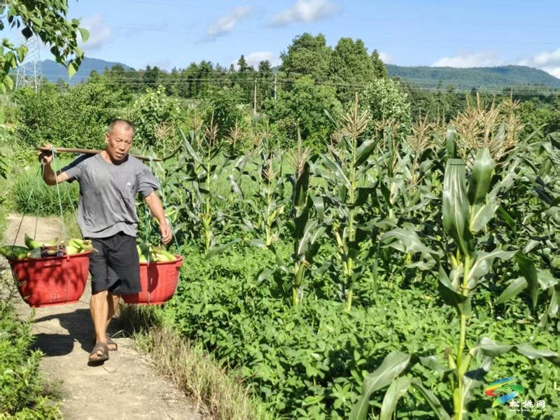 普觉镇：鲜食玉米喜丰收 乡村振兴增新景