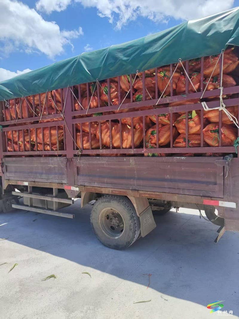 普觉镇：鲜食玉米喜丰收 乡村振兴增新景