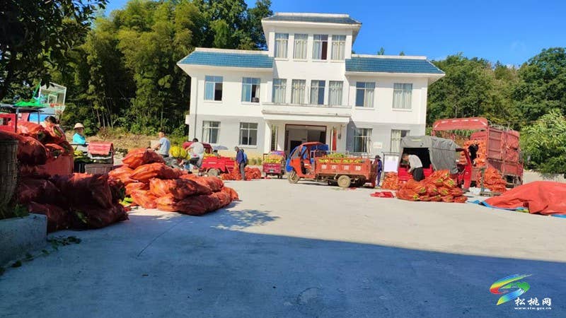 普觉镇：鲜食玉米喜丰收 乡村振兴增新景