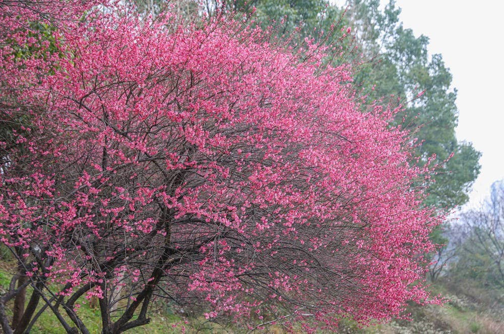 松桃：梅花盛开  尽享春日浪漫