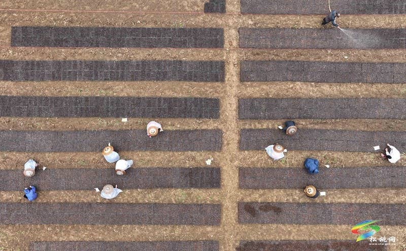大路镇大路社区：800余亩鲜食玉米育苗忙