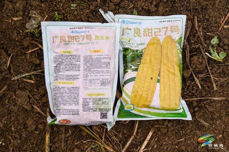 大路镇大路社区：800余亩鲜食玉米育苗忙