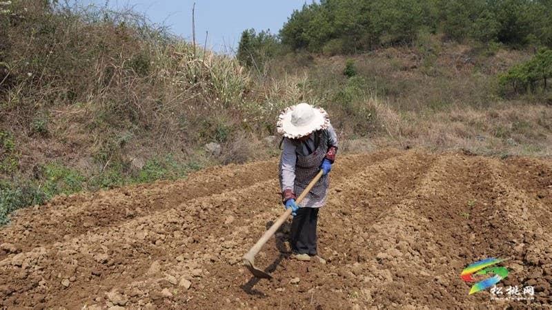 盘石镇：辣椒备栽正当时 奏响致富新乐章