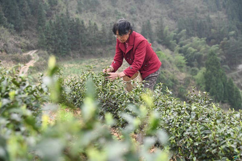 平头镇：荒山“染”新绿 春茶采摘忙