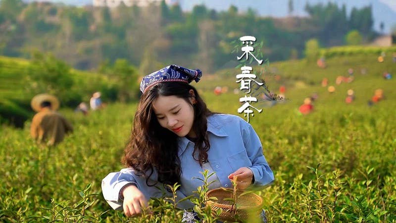 采春茶