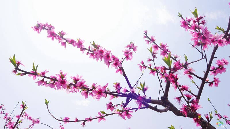 春日限定！普觉这片“花花世界”等你邂逅