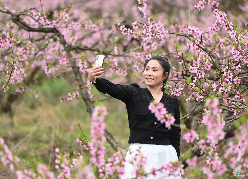 蓼皋街道中坪社区：桃花坡桃花开正浓  正是赏花好时节
