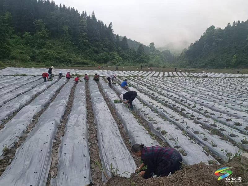 沙坝河乡抢抓农时备春耕