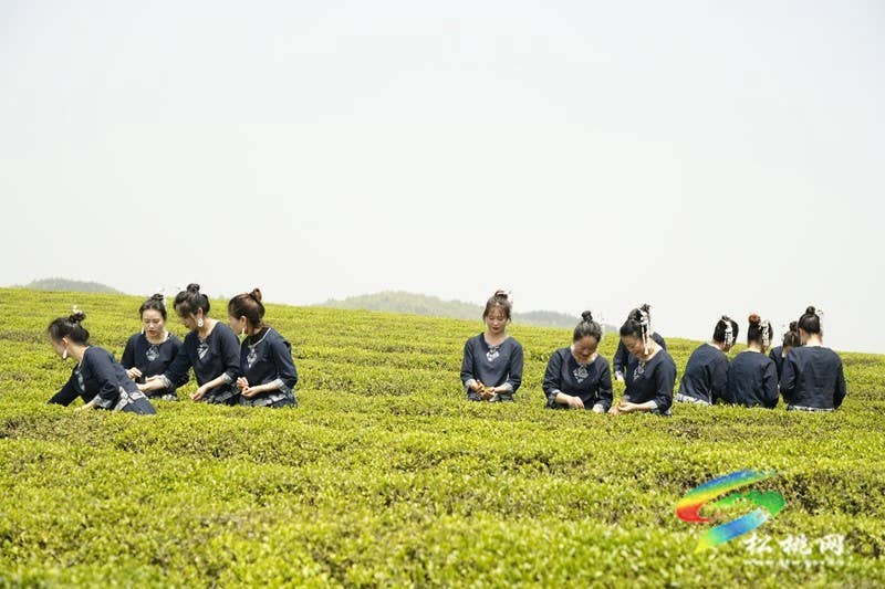 普觉镇：采茶叶  踏春山