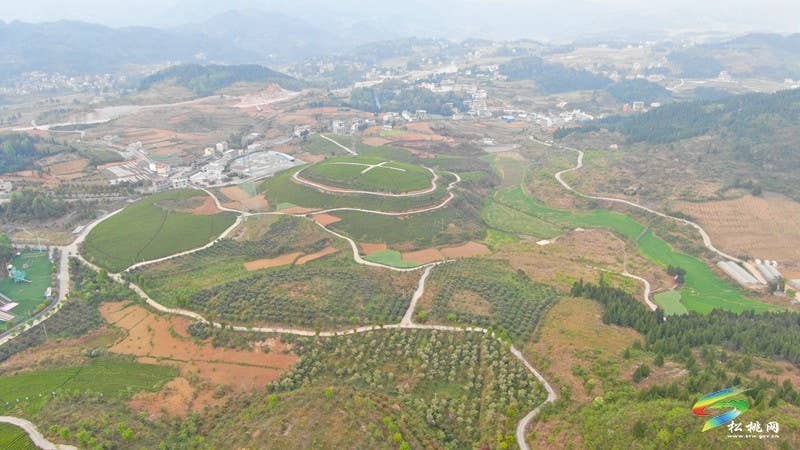 大坪场镇：春茶采摘忙