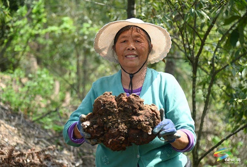 平头镇：探索“松材线虫疫木防治+茯苓种植”模式助增收