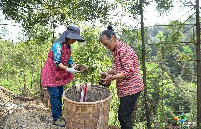 平头镇：探索“松材线虫疫木防治+茯苓种植”模式助增收